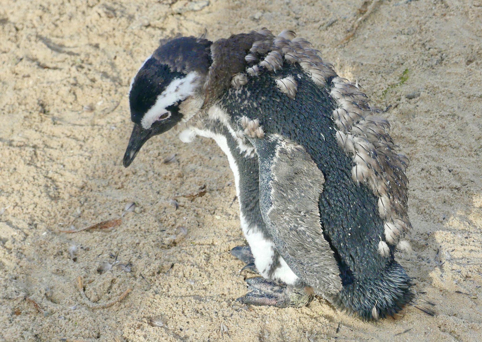 Molting baby African Penguin
